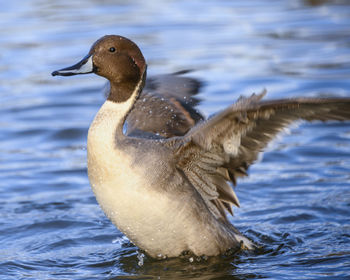 Close-up of duck swimming in lake