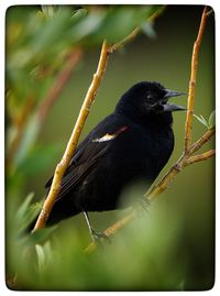 Close-up of bird perching on tree