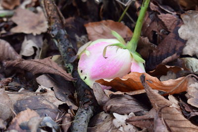 Close-up of plants