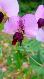 Close-up of insect on pink flower