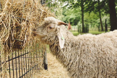 Close-up of sheep eating straw at farm