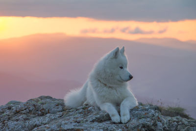 Cat sitting on rock against sky during sunset