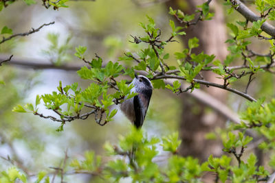 Low angle view of bird perching on tree