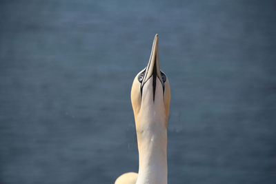 Close-up of horse in sea