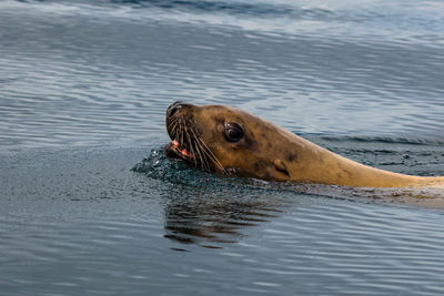 High angle view of dog swimming in lake