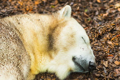 Close-up of animal sleeping