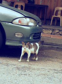 Dog standing on road