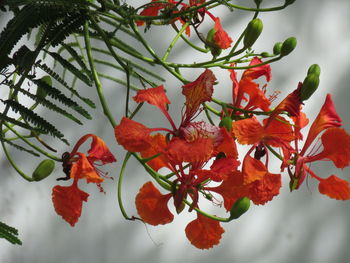 Close-up of red maple leaves on plant during autumn