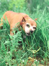 Portrait of a dog on field