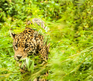 Cat in a forest