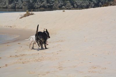 Dog running on sand at beach