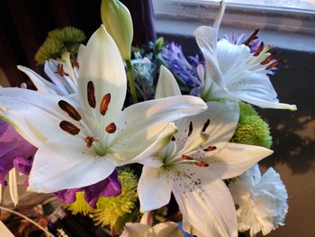 Close-up of white flowering plant
