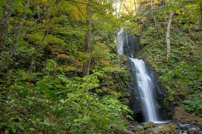 Scenic view of waterfall in forest