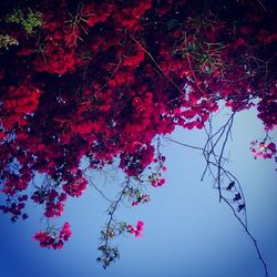 Low angle view of pink flowers