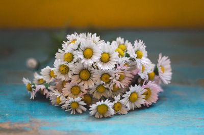 Close-up of white daisy flowers on table