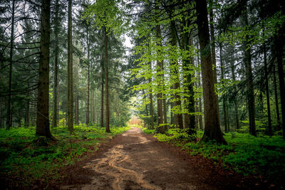 Dirt road amidst trees in forest