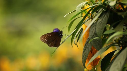 Close-up of butterfly pollinating flower
