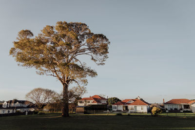 Tree by building against sky