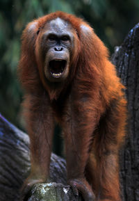 Close-up portrait of an animal