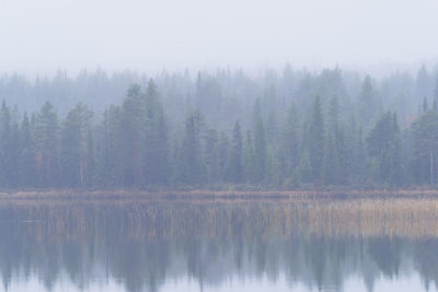 Scenic view of lake in forest against sky