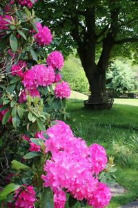 Pink flowers blooming in park