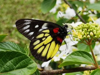 Close-up of butterfly pollinating on flower