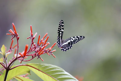 Close-up of butterfly on flower