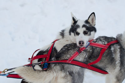 Dog on field against sky during winter