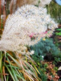 Close-up of flower against blurred background