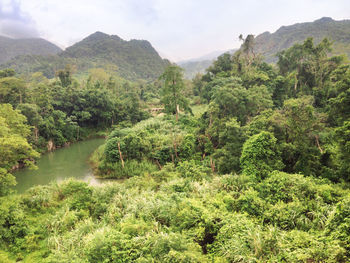 Scenic view of forest against sky