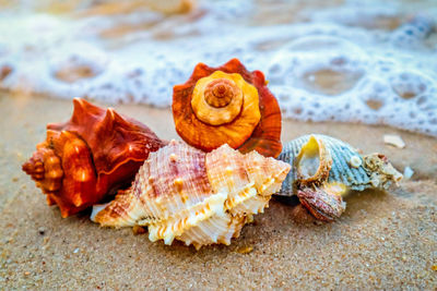 Close-up of seashell on beach