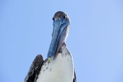 Low angle view of pelican against clear blue sky