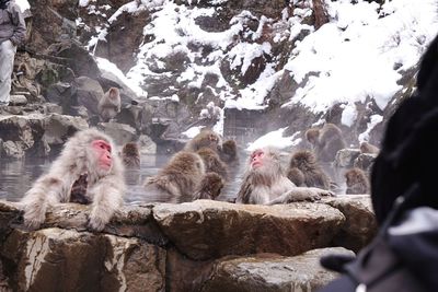 Monkeys in lake during winter
