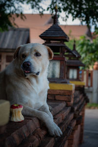 Portrait of dog relaxing outside house