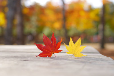 Close-up of maple leaves on tree