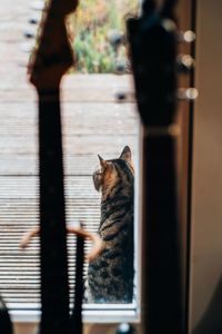 Cat sitting on window