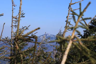 Low angle view of plants on field against clear sky
