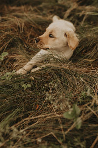 Close-up of a sheep on field