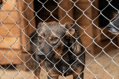 Close-up of dog seen through chainlink fence