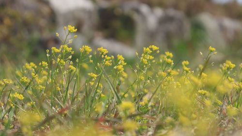 Close-up of yellow flowering plants on field