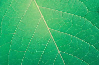 Full frame shot of green leaves