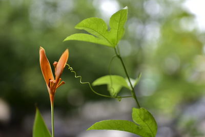 Close-up of flowering plant