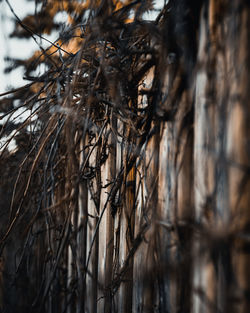 Close-up of dry leaves on tree trunk