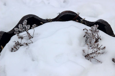 Close-up of snow covered land