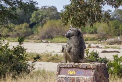 Monkey sitting on a field