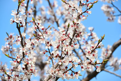 Low angle view of cherry blossom against sky