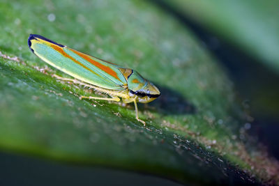 Close-up of insect on leaf