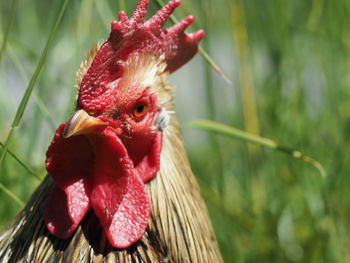 Close-up of rooster