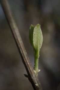 Close-up of plant