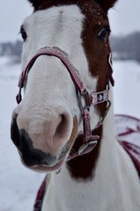 Close-up of horse